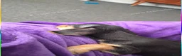 Mixed Breed dogs for sale: 8 week old female pup - Advert 5