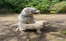 Goldendoodle dogs for sale: Only 2 left of Mela's Marvels F1Bs - Image 31