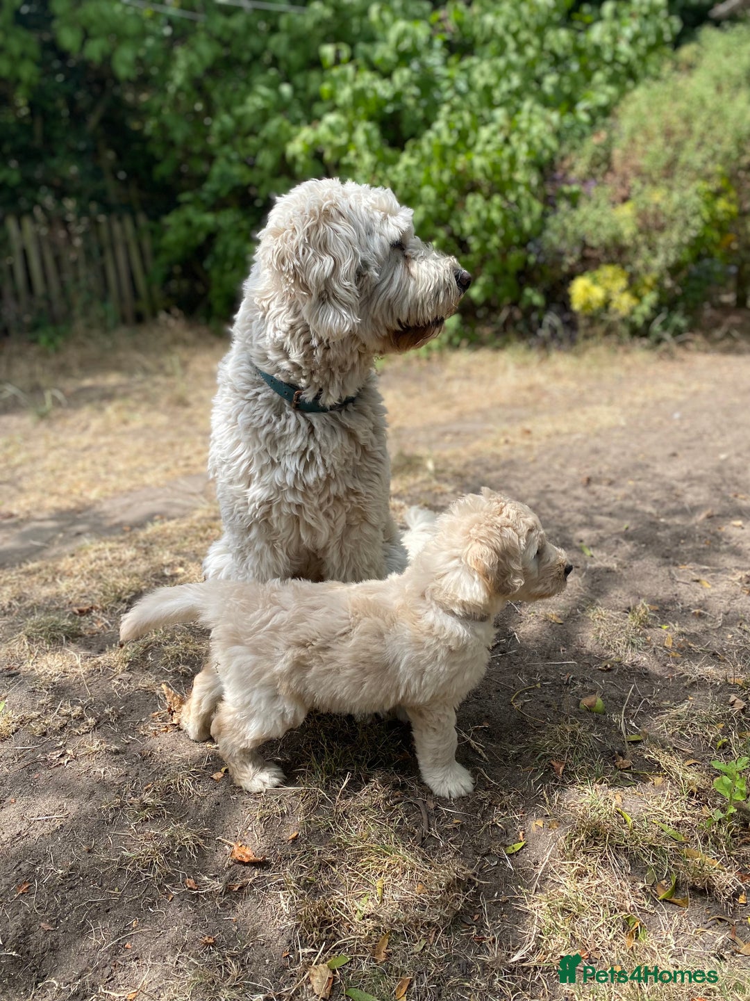 Goldendoodle dogs for sale: Only 2 left of Mela's Marvels F1Bs - Image 31