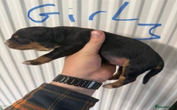 Mixed Breed dogs for sale: Blue merle and golden retriever puppies - Image 9