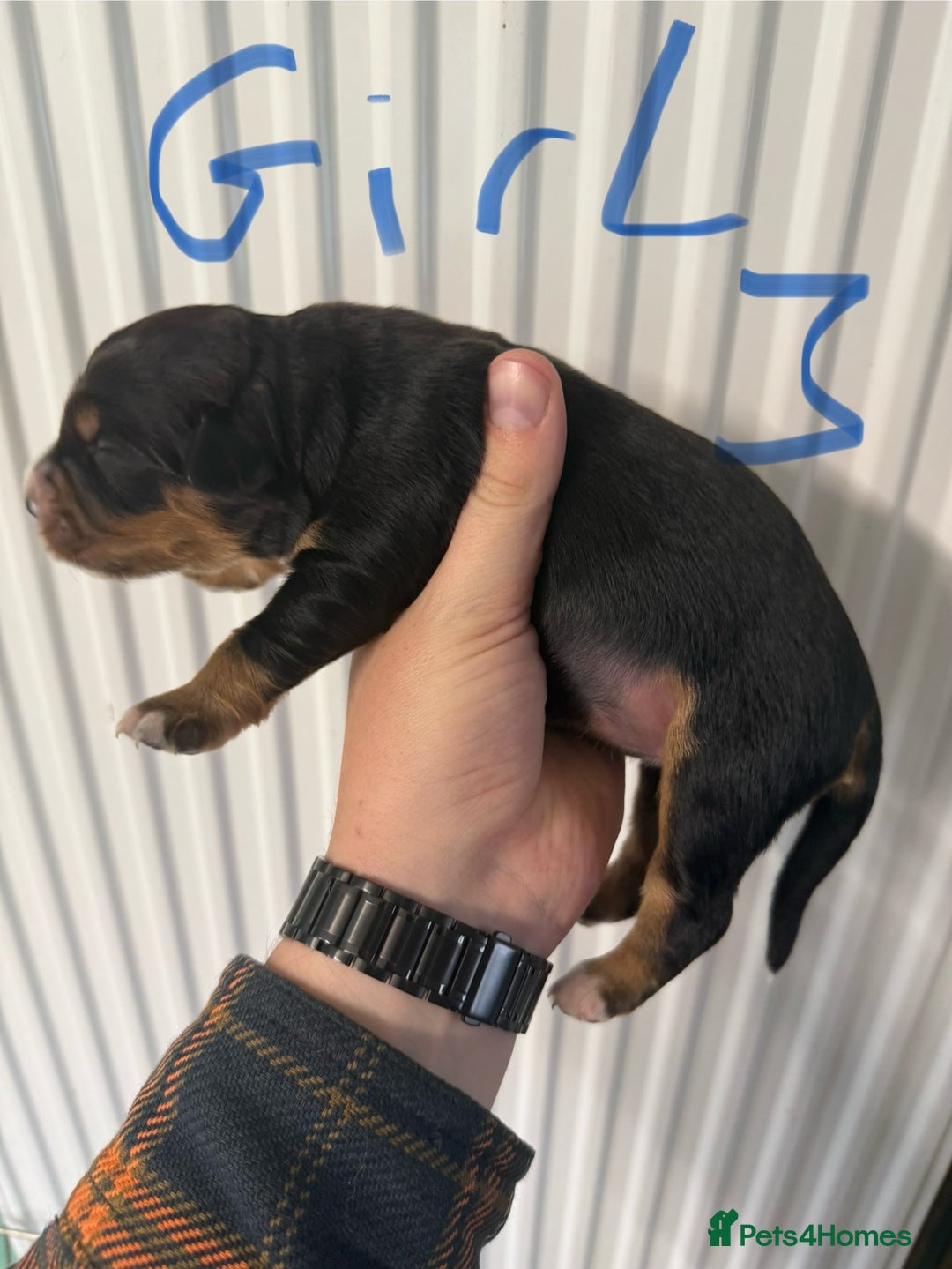 Mixed Breed dogs for sale: Blue merle and golden retriever puppies - Image 9