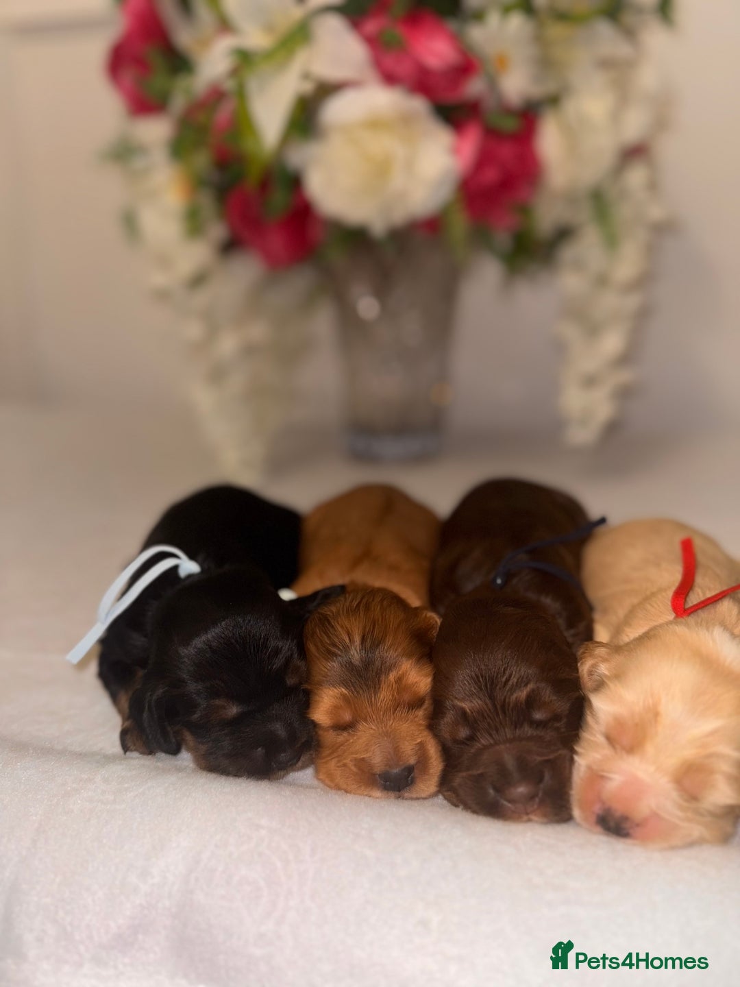 Cocker Spaniel dogs for sale: 🐶🐾beautiful show cocker spaniel puppy’s 🐶🐾 - Image 15