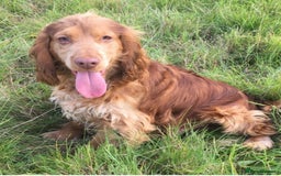 Cocker Spaniel dogs for sale: 🐾Cocker Spaniel Puppies- ready in one week🐾🐾 - Advert 21