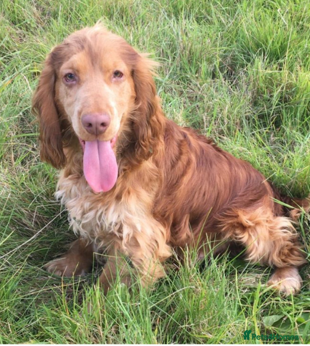 Cocker Spaniel dogs for sale: 🐾Cocker Spaniel Puppies- ready in one week🐾🐾 - Advert 21