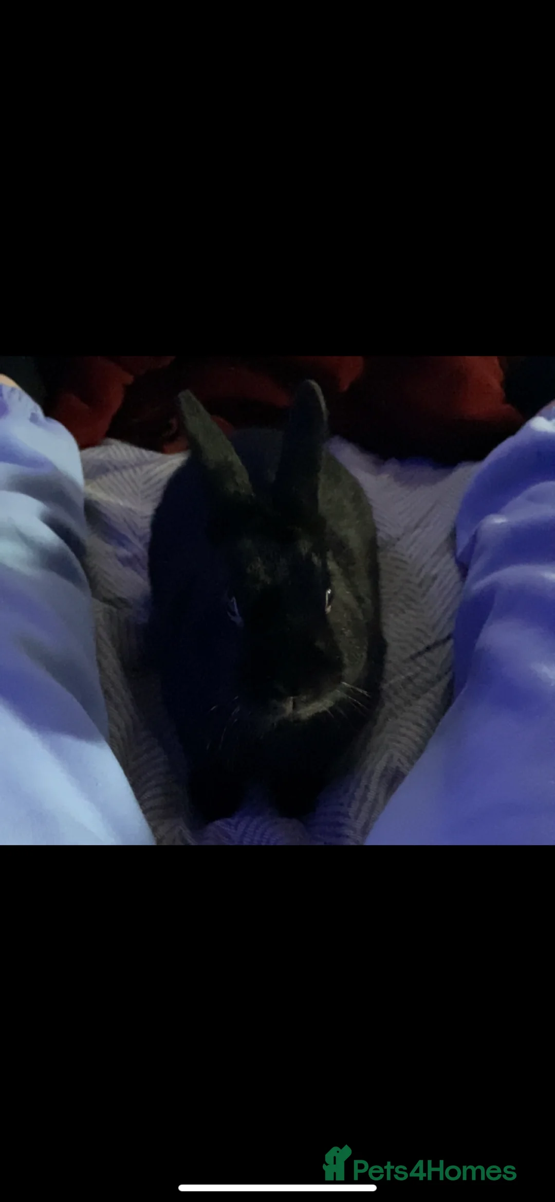 Mixed Breed rabbits for sale: 2 Male Rabbits for sale! - Advert 1