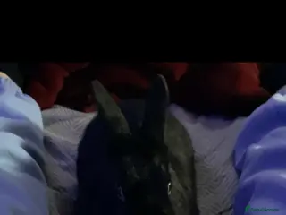 Mixed Breed rabbits 2 Male Rabbits for sale! - Advert 2