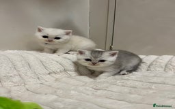 British Shorthair cats for sale: Affectionate lap cats health tested parents  - Image 40