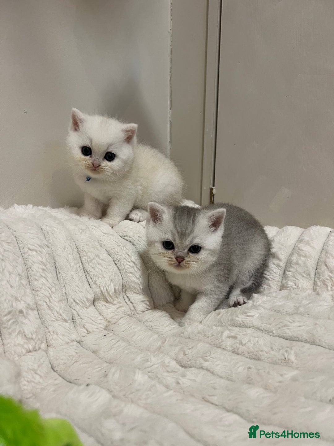 British Shorthair cats for sale: Affectionate lap cats health tested parents  - Image 40