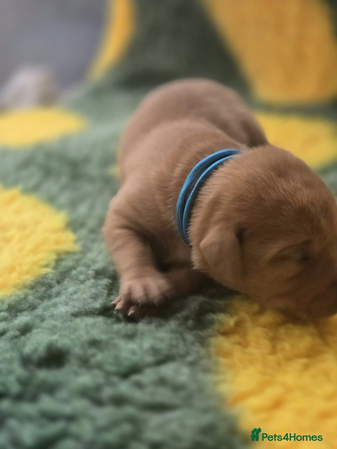 Labrador Retriever dogs for sale: KC Registered Labrador Puppies. - Advert 34