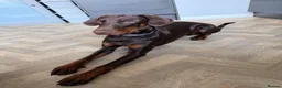 Dobermann dogs for sale: Beautiful Doberman - kc registered  - Advert 3