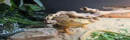 Bearded Dragon reptiles for sale: 1 year old female Bearded dragon  in Peterborough - Advert 2