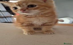 Persian cats for sale: Beautiful persian kittens  - Image 8