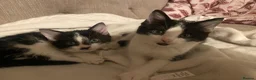 Mixed Breed cats for sale: Three beautiful boys  - Advert 5
