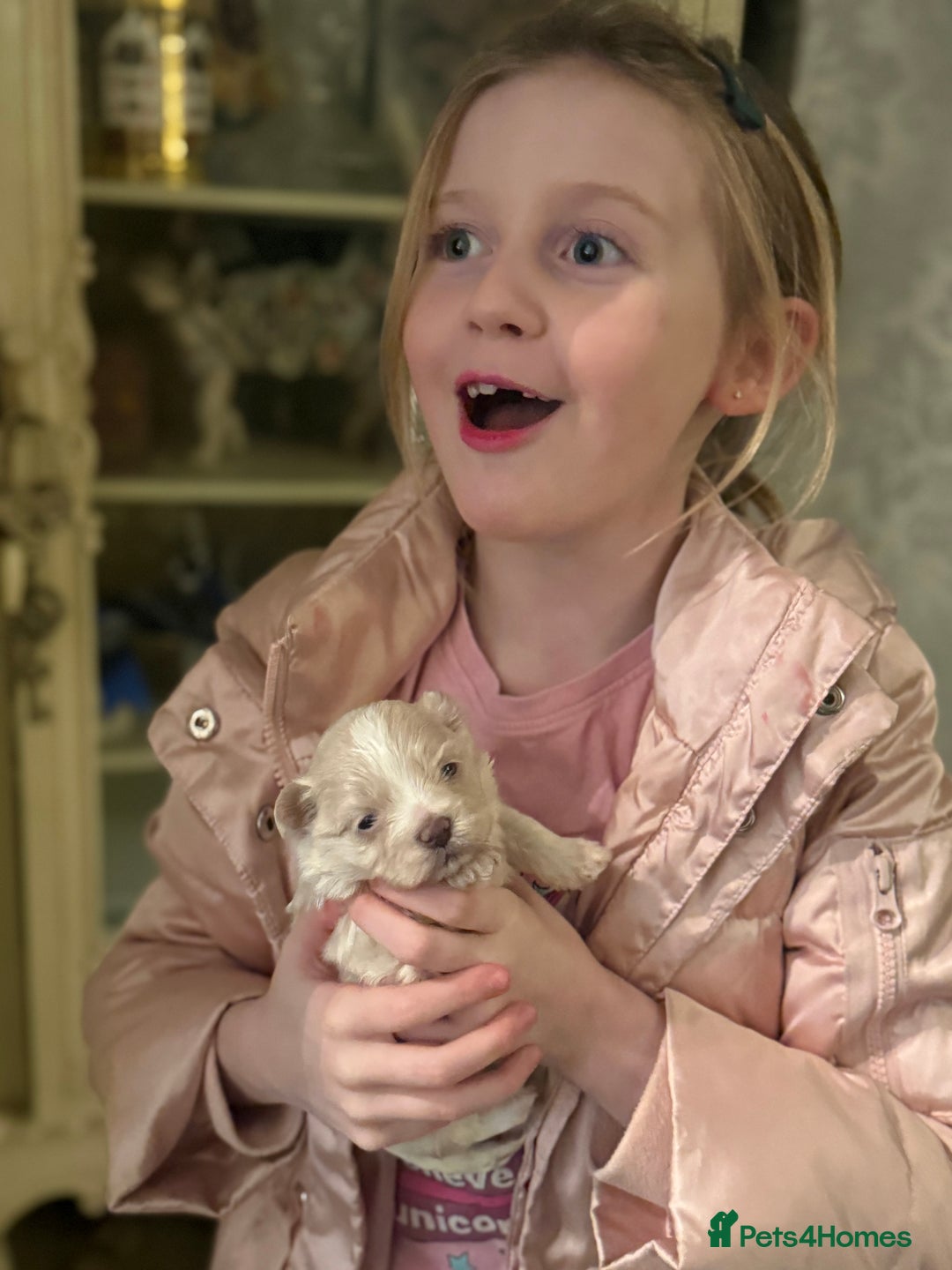 Maltipoo dogs for sale: 🤍 exquisite f1b Maltipoos exceptional quality 🤍 - Advert 3