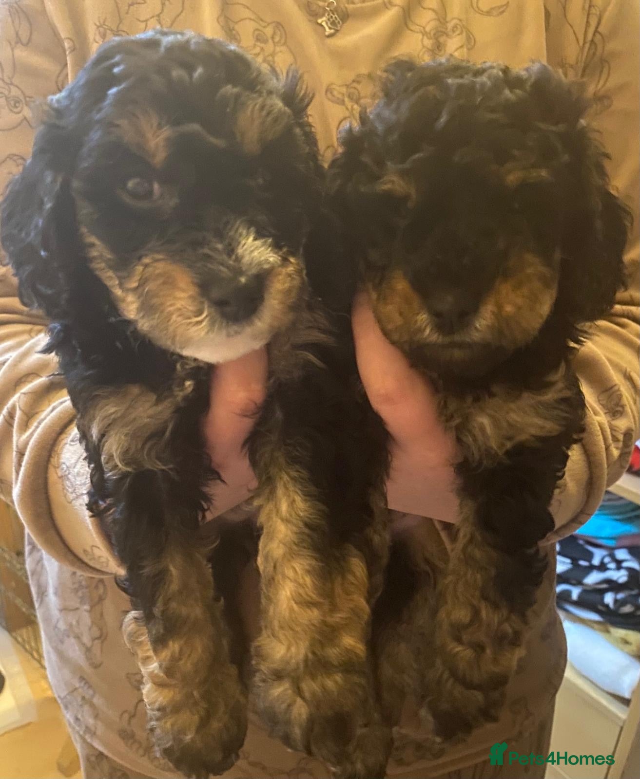 Cavapoochon dogs Beautiful Rare Phantom Toy Cavapoochon Puppies - Advert 2