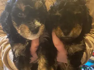 Cavapoochon dogs Beautiful Rare Phantom Toy Cavapoochon Puppies - Advert 2