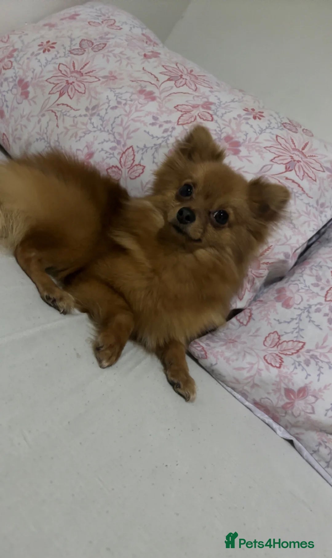 Pomeranian dogs for sale: Pomeranian dog for sale - Image 3