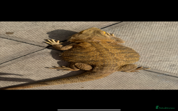 Bearded Dragon reptiles for sale: Bearded Dragon Babies - Image 12