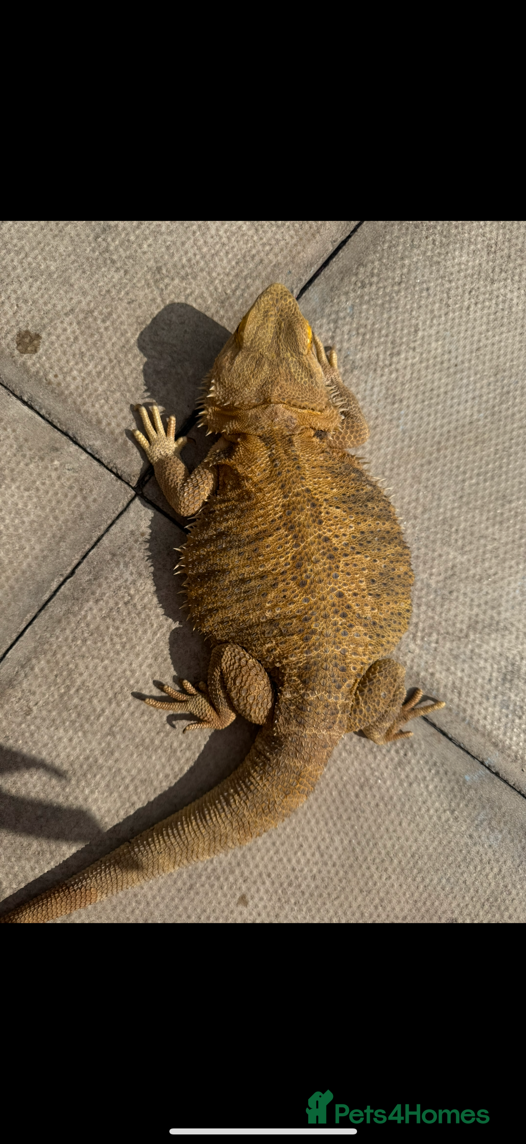 Bearded Dragon reptiles for sale: Bearded Dragon Babies - Image 12