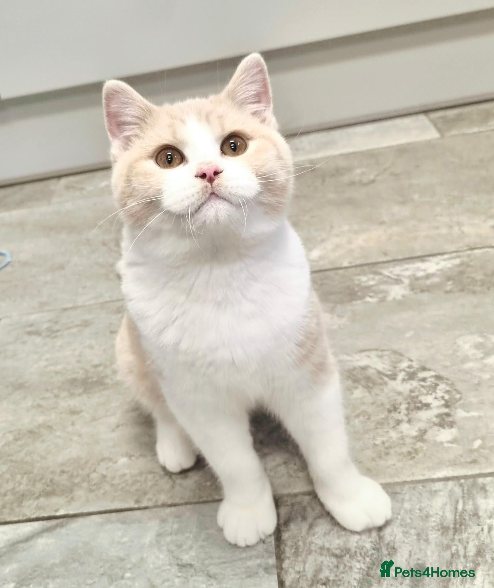 British Shorthair cats Gorgeous loving purr machines available now  - Advert 18
