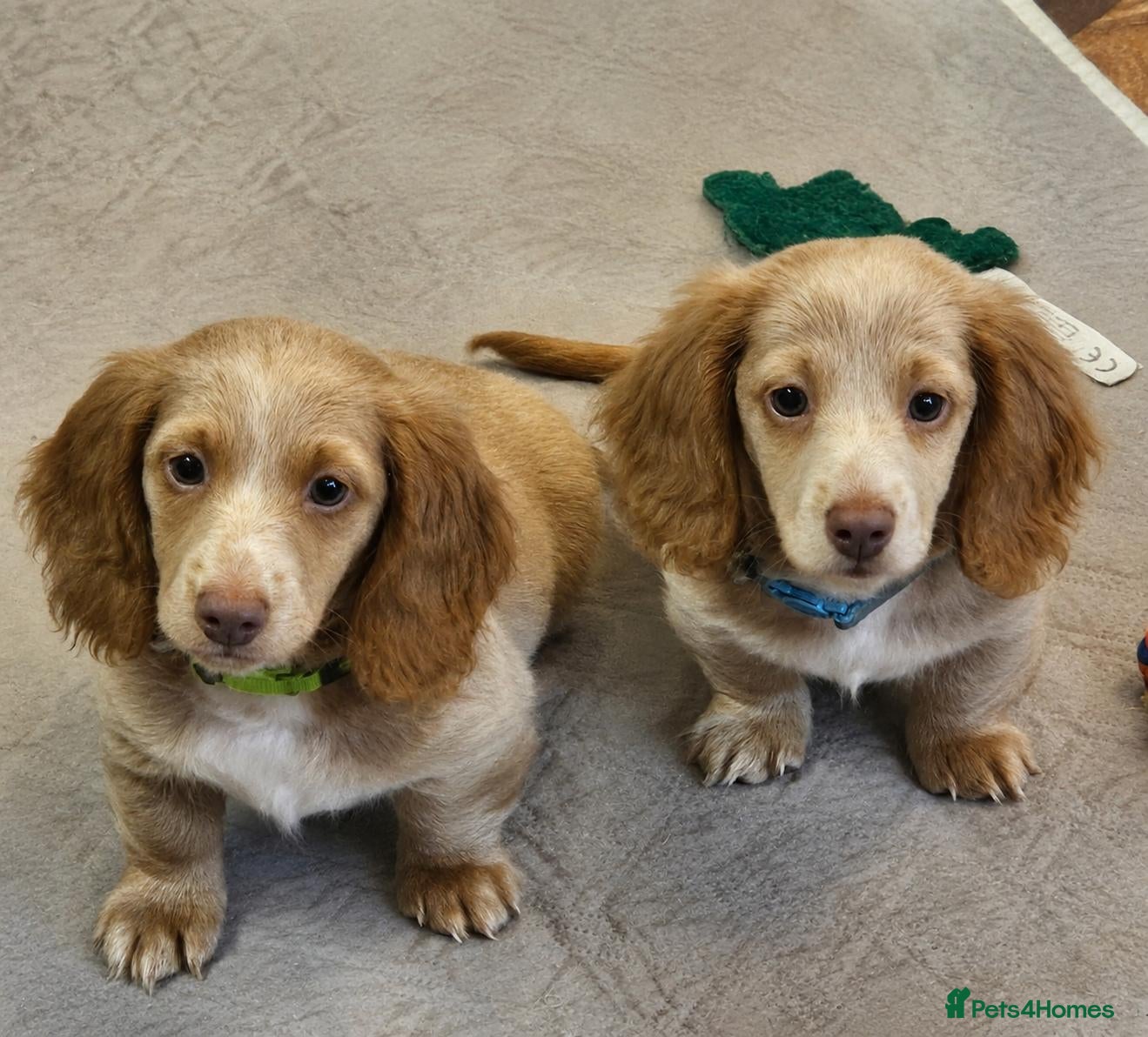 Miniature Dachshund dogs 🐾A rare pair of identical twins mini dachshunds🐾 - Advert 13