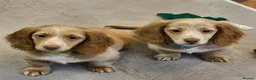Miniature Dachshund dogs for sale: 🐾A rare pair of identical twins mini dachshunds🐾 - Advert 1