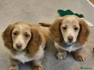 Miniature Dachshund dogs 🐾A rare pair of identical twins mini dachshunds🐾 - Advert 13
