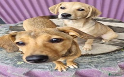 Mixed Breed dogs for adoption: Poppy - In Ayr looking for a home - Image 7