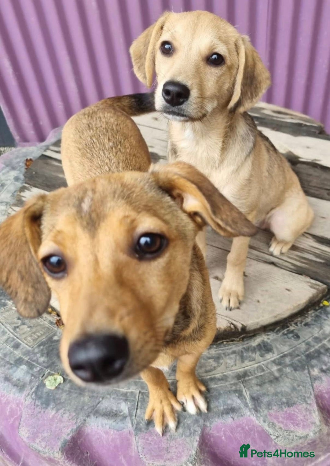 Mixed Breed dogs for adoption: Poppy - In Ayr looking for a home - Image 7