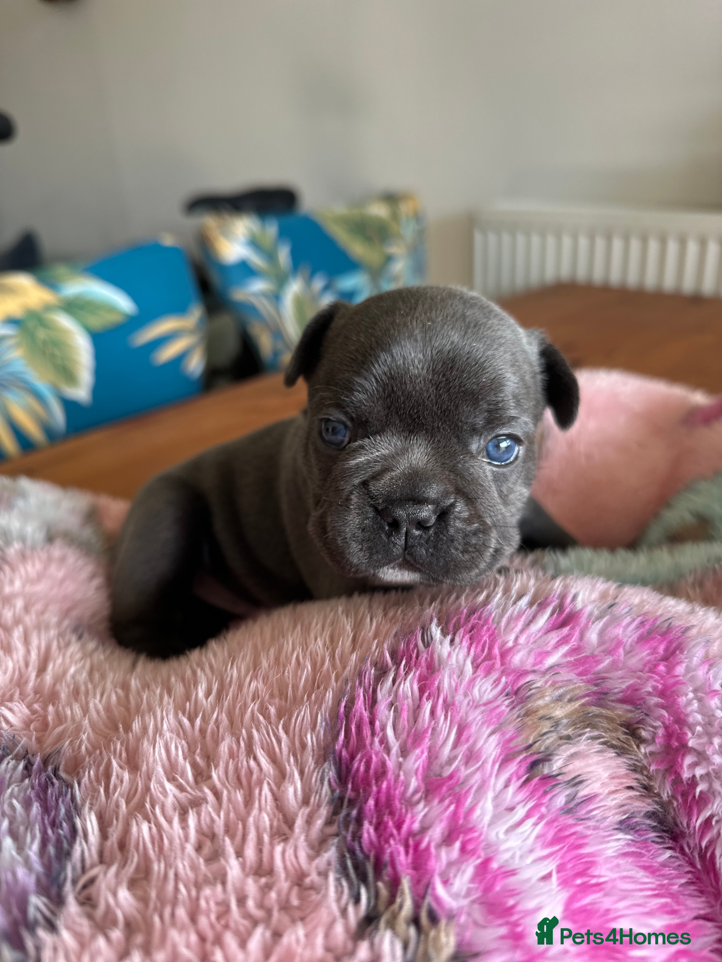 French Bulldog dogs 🐶 Stunning KC Registered French Bulldog Puppies - Advert 1