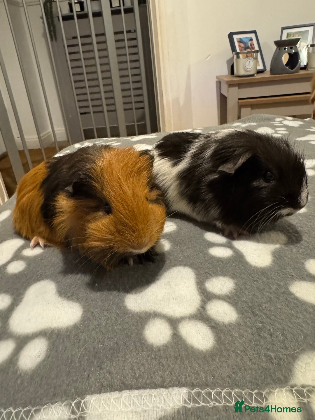 Guinea Pig rodents for sale: 2 female baby guinea pigs  - Advert 2