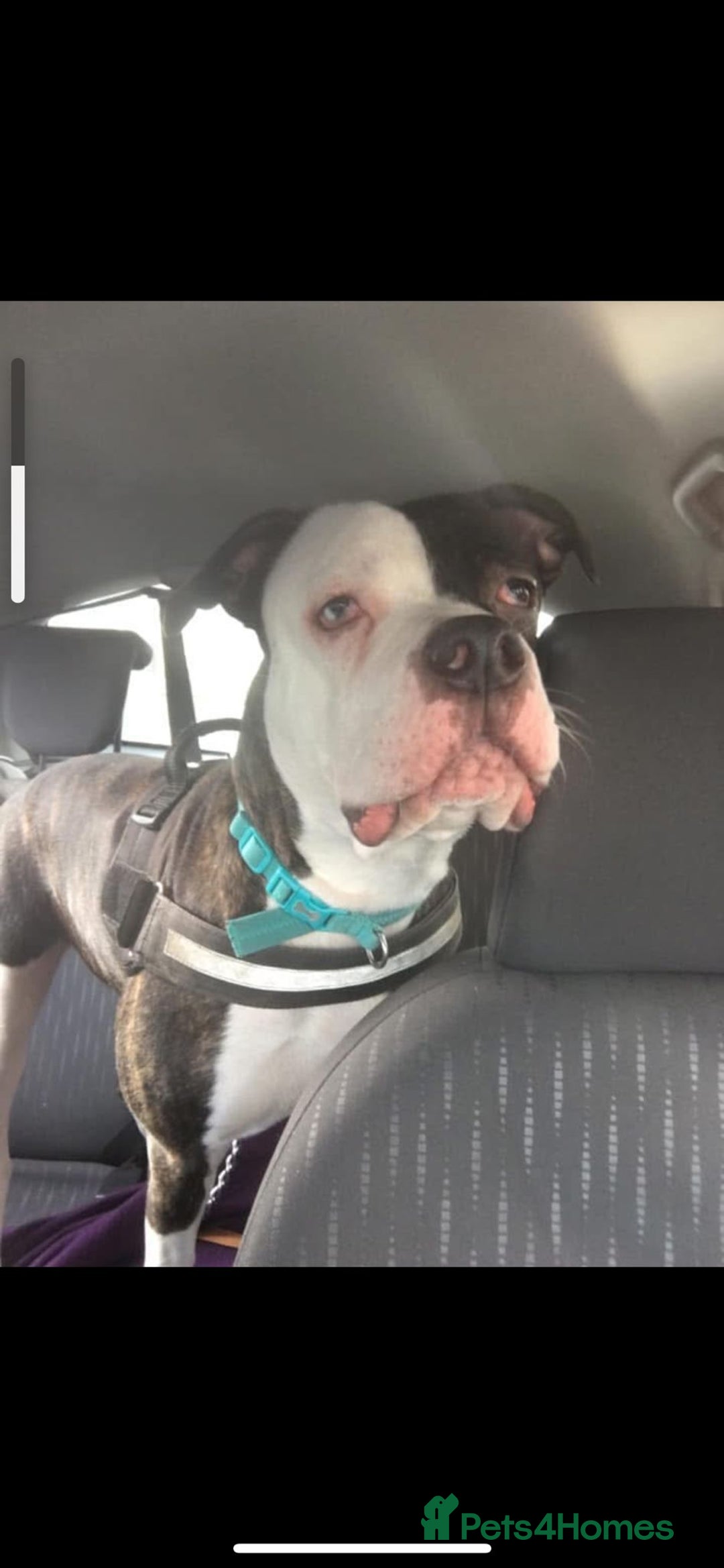 American Bulldog dogs for sale: American Bulldog  - Advert 7