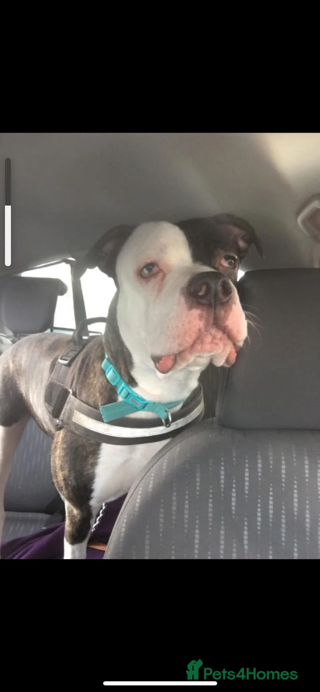 American Bulldog dogs for sale: American Bulldog  - Advert 7