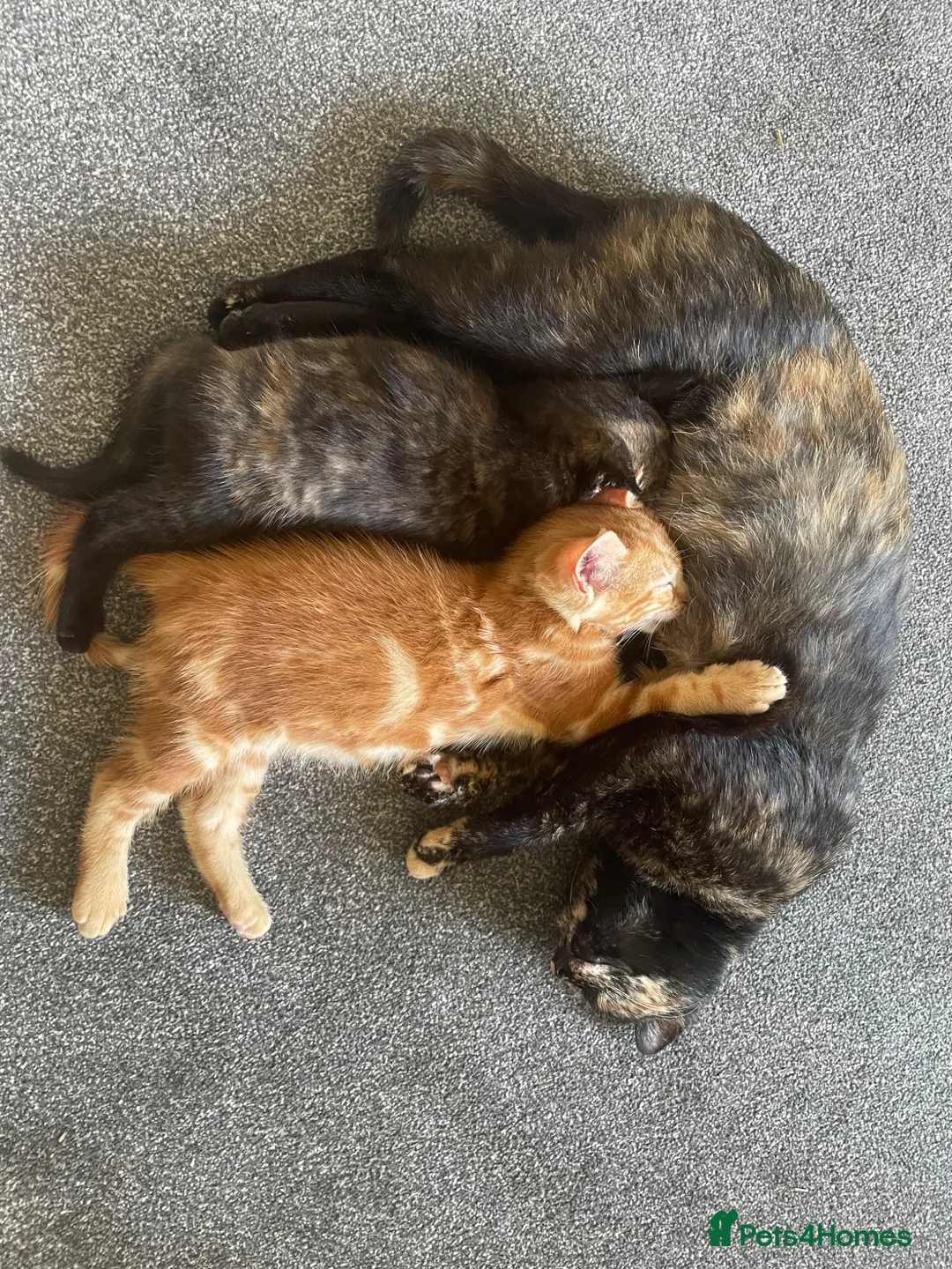 Mixed Breed cats for sale: Lovely well handled kittens available now in Congleton - Advert 1