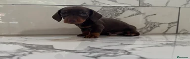 Miniature Dachshund 1