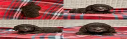 Cockapoo dogs for sale: STUNNING COCKAPOO PUPPIES READY NOW - Advert 19