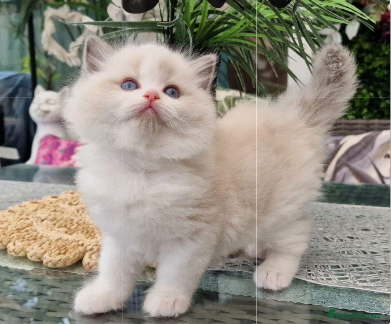 Ragdoll cats 🏆✨️Exclusive kittens from Champion parents🥇🐈 - Advert 2