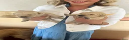 Golden Retriever dogs for sale: Golden retriever puppies  - Advert 11