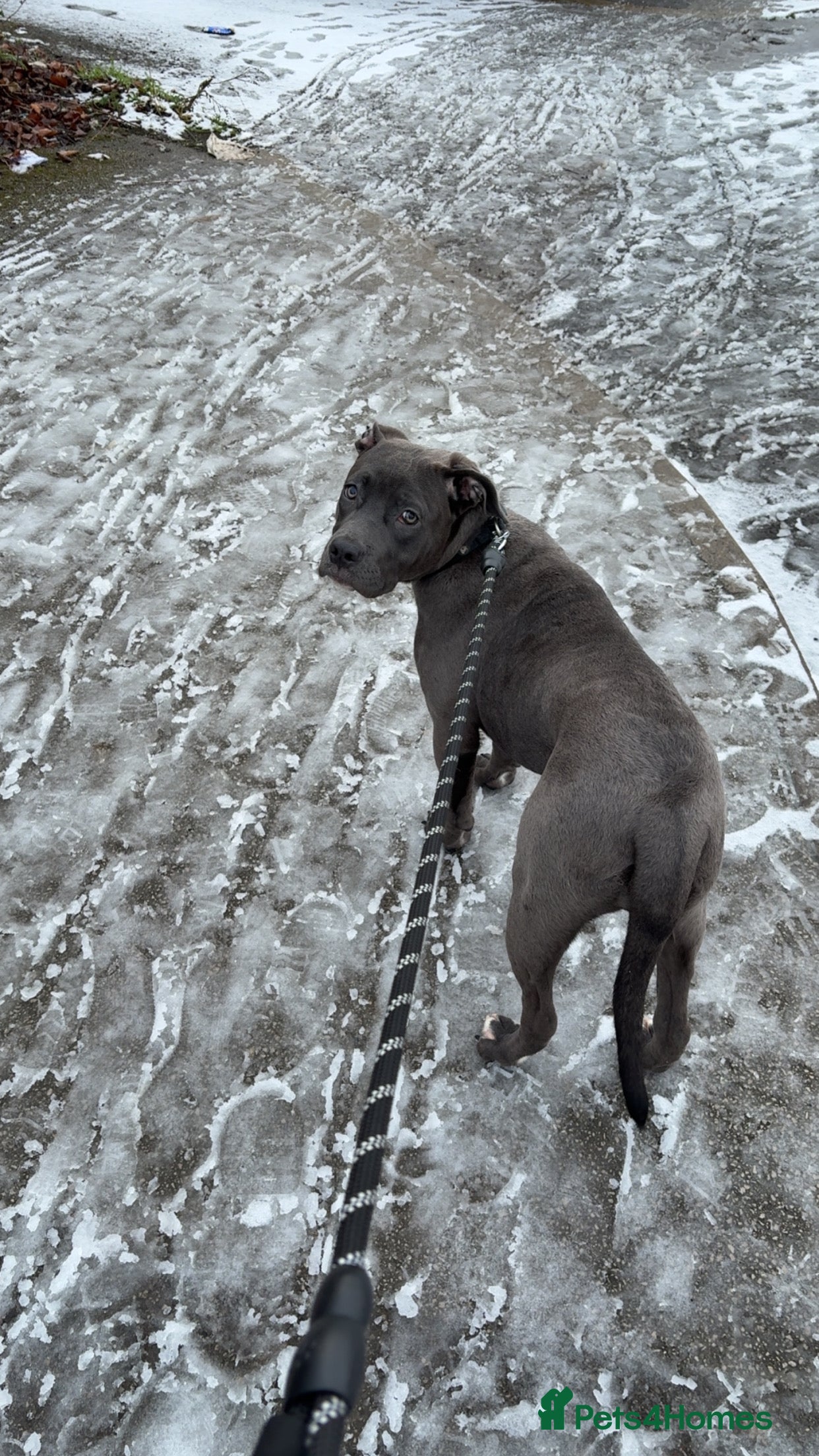 Mixed Breed dogs Staffy cross rehoming  - Advert 1