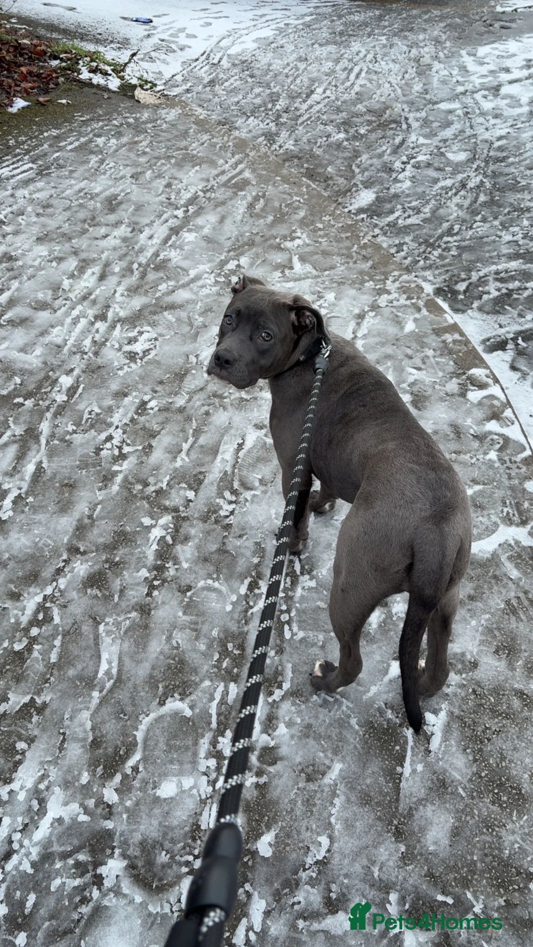 Mixed Breed dogs for sale: Staffy cross rehoming  - Advert 1