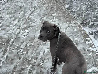 Mixed Breed dogs Staffy cross rehoming - Advert 1