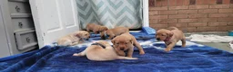 Labrador Retriever dogs for sale: Labrador fox red and golden puppy - Advert 9