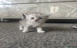 Scottish Fold cats for sale: 🐾 Beautiful Scottish Fold Kittens for Sale 🐾 - Image 8