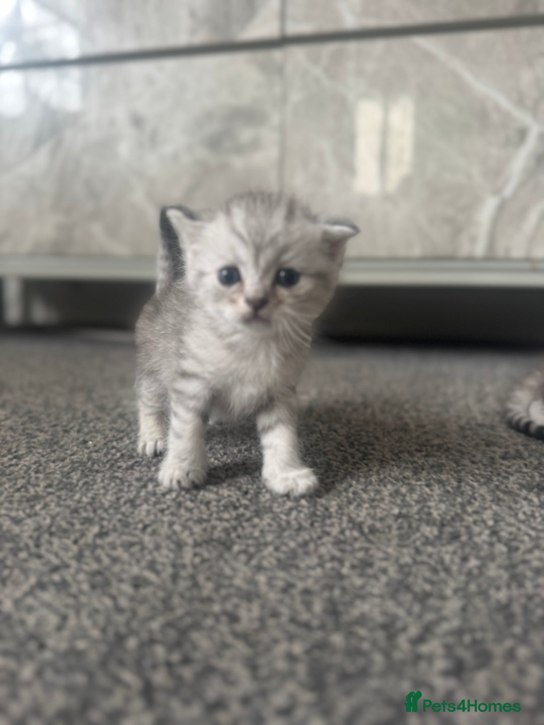 Scottish Fold cats for sale: 🐾 Beautiful Scottish Fold Kittens for Sale 🐾 - Image 8