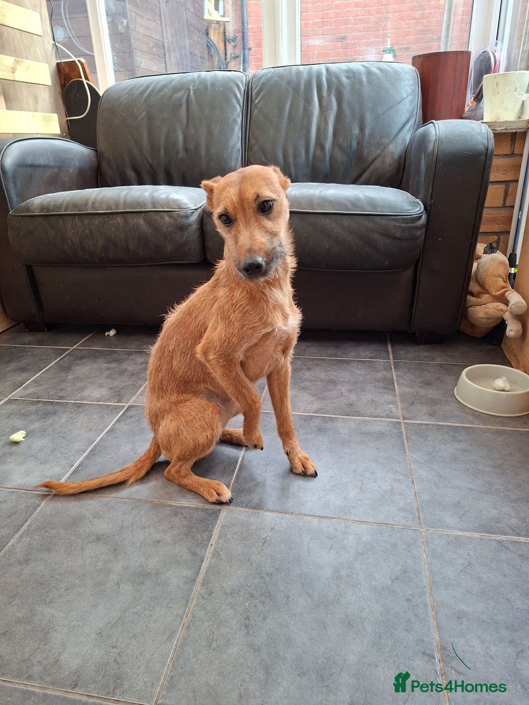Mixed Breed dogs for sale: Lady 20 month old lakeland x bedlington - Advert 1