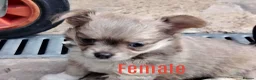 Chihuahua dogs for sale: 2 long coat chihuahua puppies  - Advert 4