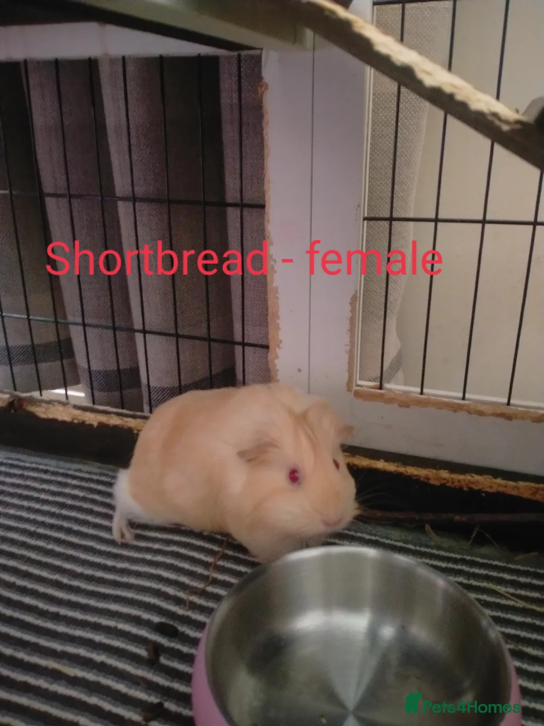 Guinea Pig rodents for sale: 4 beautiful baby guinea pigs  in Leeds - Advert 2