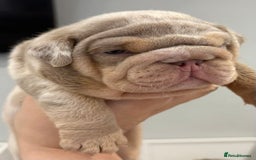 English Bulldog dogs for sale: Kc litter outstanding bloodlines bulldog pups  - Image 16