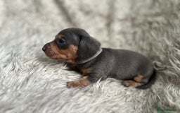 Dachshund dogs for sale: Beautiful mini dachshund babies  - Image 11