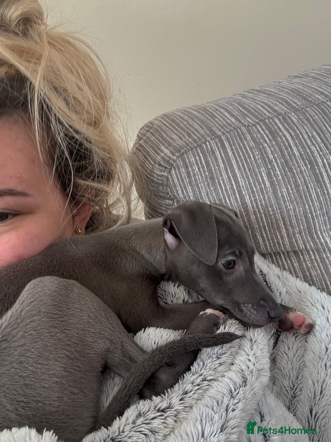 Italian Greyhound dogs for sale: In need of a new loving home🩵  - Advert 4